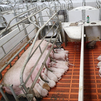 Cage de mise bas pour porcs européenne, enclos d'élevage avec mangeoire humide et sèche pour porcs et buse d'abreuvement pour porcs