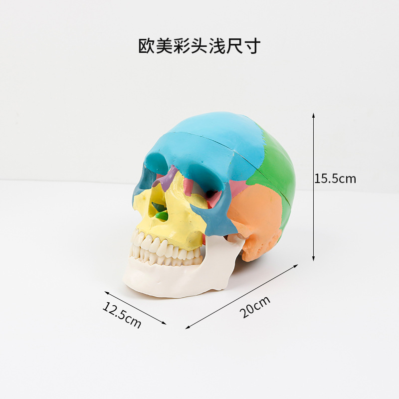Colorful skull (without base) European and American style