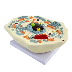 Modèle anatomique de cellule végétale pour l'enseignement en collège et la <span class=keywords><strong>recherche</strong></span> scientifique - Product Image 5