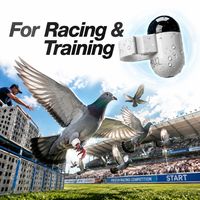 Traceur GPS compact et réglable pour bagues de pigeon, avec fixation sans outil et corps fin, idéal pour les éleveurs de colombiers