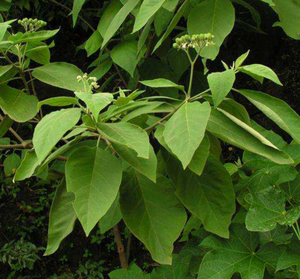 ハーブ<span class=keywords><strong>Mullein</strong></span> Mightbrier <span class=keywords><strong>Leaf</strong></span>用の高品質の新しい生天然Solanum erianthum - Product Image 5