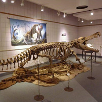 Réplique de Crâne de T-Rex en Acier et Fibre de Verre de Qualité Muséale Dino City - Étanche, Taille Personnalisable pour Musées, Parcs à Thème, Usage Domestique