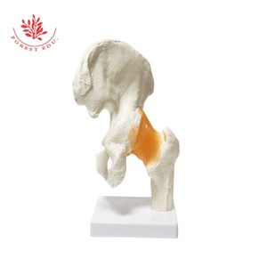 Ligamento principal de función de cadera, modelo de cadera humana, estándar médico - Product Image 4