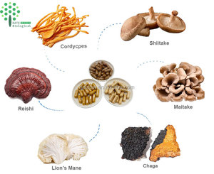Lions <span class=keywords><strong>Mane</strong></span> Reishi Cordyceps Chaga Shiitake Maitake six extrait de mélange de champignons - Product Image 1