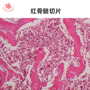 <b>Microscopic</b> slides of bones, joints, skeletal muscle, and red bone marrow for laboratory teaching and physiological and - Product Image 1