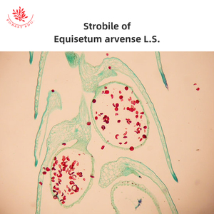 Bộ kính hiển vi Vòng đời Dương Xỉ - Product Image 5