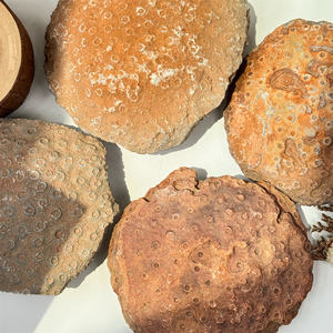 Piedra en bruto de <span class=keywords><strong>Coral</strong></span> fósil <span class=keywords><strong>Natural</strong></span> decoración del hogar adorno de cristal piedras preciosas de <span class=keywords><strong>Coral</strong></span> fósil <span class=keywords><strong>Natural</strong></span> - Product Image 4