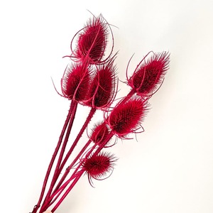 Décoration bohème DIY, bouquet de mariage, fleurs séchées naturelles sauvages courantes, tiges de chardon, Dipsacus - Product Image 6