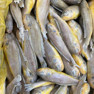 Hoang Dã đánh bắt Vàng croaker | Halal chứng nhận, bền vững có nguồn gốc & tùy chỉnh bao bì cho bán buôn toàn cầu - Product Image 1