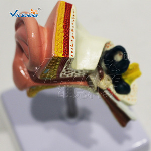 Modèle d'anatomie de l'oreille en trois dimensions, modèle de structure de l'oreille, outil pédagogique d'enseignement médical et d'anatomie - Product Image 1