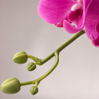 Bunga Phalaenopsis Modern 3D Print Ramah Lingkungan dengan Sentuhan Realistis dari Karet Lunak untuk Dekorasi Pernikahan, Luar Ruangan, dan Rumah