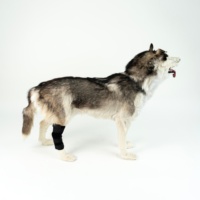 Attelle de soutien moderne pour articulation du genou canin, enveloppe de compression pour la jambe arrière du chien, pour entorses, soins des plaies et récupération des blessures