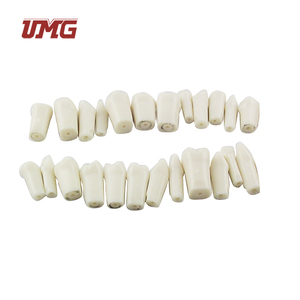 1:1 Einzelner Wurzelzahn Permanenter Zahn Simulationsmodell Zahnkariesmodell für Zahnmedizinische Lehrzwecke und Medizinische Schulen <span class=keywords><strong>UMG</strong></span> - Product Image 3