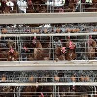 Cage à poules automatique de type A Xinye avec système d'évacuation du fumier pour élevage avicole commercial