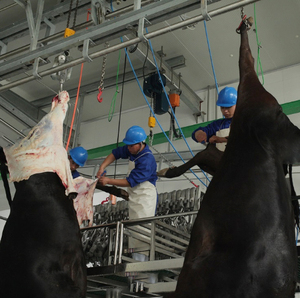 Machine d'abattage de bétail halal personnalisée de petite taille, ligne d'abattage de 30 bovins, équipement de <span class=keywords><strong>boucherie</strong></span> de bœuf - Product Image 2