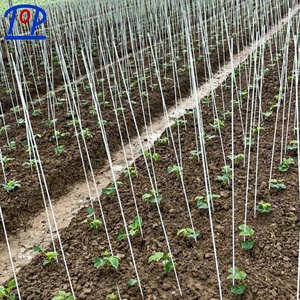 Tomato <b>Stakes</b> Plant Support Fiberglass Solid Rods Sticks <b>Stakes</b> UV-Resistant Anti-Aging Non-Scratch - Product Image 4