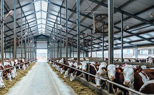 Matériaux de construction en métal pour le bétail Conception de ferme légère pour bétail Mouton Vache Chèvre Granges ASTM Standard Soudage Coupe Inclus - Product Image 5