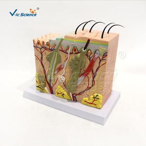Modèle d'agrandissement de l'anatomie cutanée médicale / 70x, montre la structure des structures cutanées, couches détachables, pour l'enseignement - Product Image 5