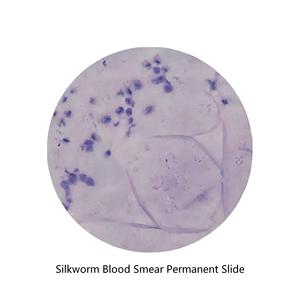 Diapositivas Biológicas de Histología de Insectos: Frotis de <span class=keywords><strong>Sangre</strong></span> de Gusano de Seda para Enseñanza General <span class=keywords><strong>en</strong></span> Ciencias Médicas y Biológicas - Product Image 1