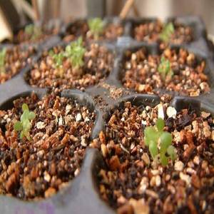 Vermiculita Expandida para Agricultura y Horticultura, Mezcla para Macetas Hidropónicas, Sustrato de Cultivo, Abono para Semillas - Product Image 6