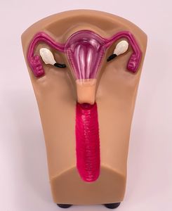 المهنية الطبية وسائل منع الحمل داخل الرحم جهاز التنسيب محاكاة أمراض النساء اللولب نموذج للتدريب - Product Image 6