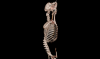 EURVET Scanner de tomodensitométrie (CT) professionnel pour imagerie médicale, mobile pour clinique vétérinaire, 32 coupes, en acier, rapide