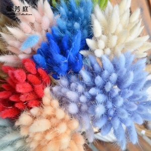 Vente en gros 50 pièces/bouquet d'herbe de queues de lapin <span class=keywords><strong>Lagurus</strong></span> ovatus séchée naturelle pour la décoration de la maison - Product Image 5
