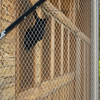 Filet en corde tressée à la main en acier inoxydable 316 pour volières de zoo, enclos pour animaux, clôture de cage, taille personnalisée disponible