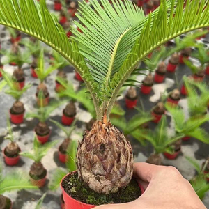 Palmeras Sago Naturales Populares para Interiores y Exteriores, Proveedor de Bonsáis, Palmeras Cycas, Plantas Ornamentales Reales - Product Image 4