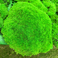 Mousse stabilisée naturelle verte, lichen, mousse pour bricolage mural, coussin, oreiller, mousse de poteau