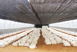 Fabrika kaynağı ağır HDPE + UV açık güneş gölge örgü gölgelik tarım için - Product Image 6