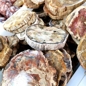 Diapositives de bois naturel poli, 100 pièces, spécimen en pierre brute, pièce de bois pétrifié, offre spéciale - Product Image 6