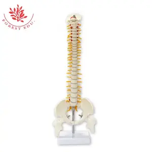 Modelo <span class=keywords><strong>de</strong></span> <span class=keywords><strong>esqueleto</strong></span> humano Columna vertebral flexible FRT017 Modelos <span class=keywords><strong>de</strong></span> columna vertebral <span class=keywords><strong>de</strong></span> 45cm con <span class=keywords><strong>cartílago</strong></span> <span class=keywords><strong>de</strong></span> raíz nerviosa Modelo anatómico <span class=keywords><strong>de</strong></span> columna vertebral blanca - Product Image 2
