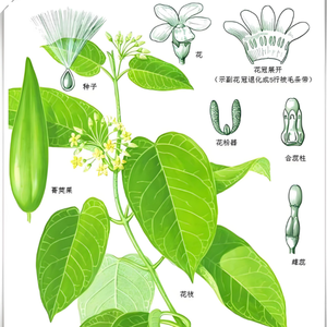 Gmp Standaard <span class=keywords><strong>Gymnema</strong></span> Sylvestre <span class=keywords><strong>P.E</strong></span>. Gymnemzuur Food Grade Poeder Gewonnen Uit Bladtrommelverpakking Hplc Getest - Product Image 2