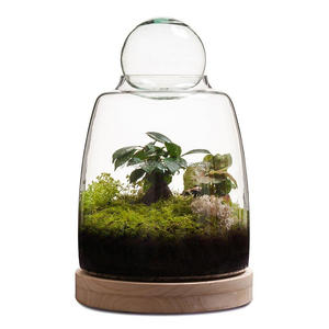 Soho Terrarium <span class=keywords><strong>bouteille</strong></span> hydroponique plante vases fait à la main haute Borosilicate Terrarium <span class=keywords><strong>bouteille</strong></span> <span class=keywords><strong>en</strong></span> <span class=keywords><strong>verre</strong></span> pour plante <span class=keywords><strong>vase</strong></span> <span class=keywords><strong>en</strong></span> <span class=keywords><strong>verre</strong></span> - Product Image 3