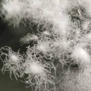 Vente en gros oreiller en plumes de <span class=keywords><strong>canard</strong></span> gris blanc lavable fabriqué en Chine aux normes européennes Remplissage intérieur avec certificat RDS - Product Image 1