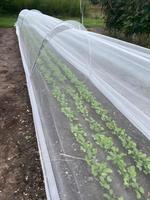 Filet anti-insectes fin 60, 80, 100 mailles pour jardin potager, serre, protection des fruits