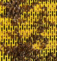Nouvelle grille d'exclusion de reine en plastique jaune Witbee QE-5 pour ruche Langstroth à 10 cadres 51x41cm, garantie 1 an, équipement d'apiculture