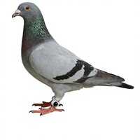 Traceur GPS pour bagues de pied de pigeon, localisateur sans fil Bluetooth IP67 en PVC, pour pigeon voyageur, anti-perte, surveillance à distance et entraînement