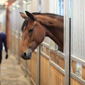 Stalles de chevaux temporaires portables avec toit Stable <span class=keywords><strong>Horse</strong></span> Syall Stable en bois pour chevaux - Product Image 6