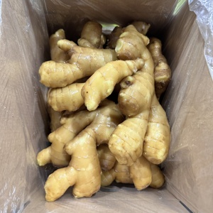 عالية الجودة جيننج المزارع الغني الشباب الزنجبيل الطازج g شاندونغ توريد الصين - Product Image 5