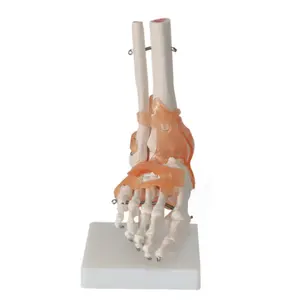 医学科学教学资源塑料人体骨骼脚模型教学辅助解剖脚模型人体脚关节模型