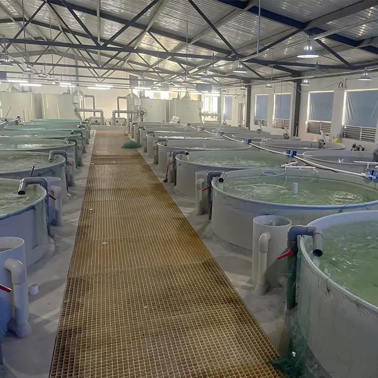 RAS Indoor Fish Farm Recirculating Aquaculture System Vannamei Project In India/equipment for fish farmingshrimp farming ras