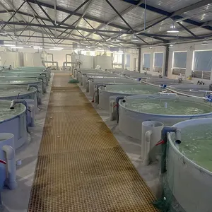 Ras Indoor Viskwekerij Recirculeren Aquacultuursysteem Vannamei Project In India/Uitrusting Voor Viskwekerij Garnalenkweek Ras