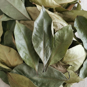 Feuilles de Graviola de Haute Qualité, Feuilles de Corossol Lyophilisées pour Infusion, pour le Thé du Matin, Vente en Gros Directe du Producteur Agricole - Product Image 1