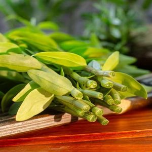 Hastes Frescas de <span class=keywords><strong>Dendrobium</strong></span> Candidum de Seis Anos - Product Image 4