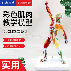 Modèle musculaire humain coloré de 50 cm, système de structure articulée, anatomie, aide pédagogique pour la remise en forme, art médical - Product Image 4