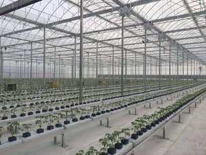 Serre agricole <span class=keywords><strong>de</strong></span> structure <span class=keywords><strong>de</strong></span> serre à plusieurs travées bon marché pour la tomate - Product Image 5