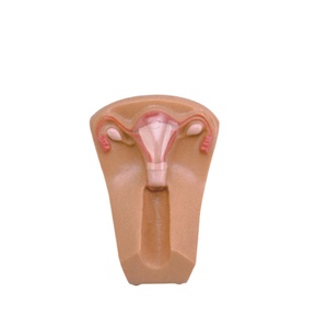 Simulador de Ciencias Médicas, Serie de Enseñanza Médica, Modelo de Guía de Anticoncepción y Parto - Product Image 1