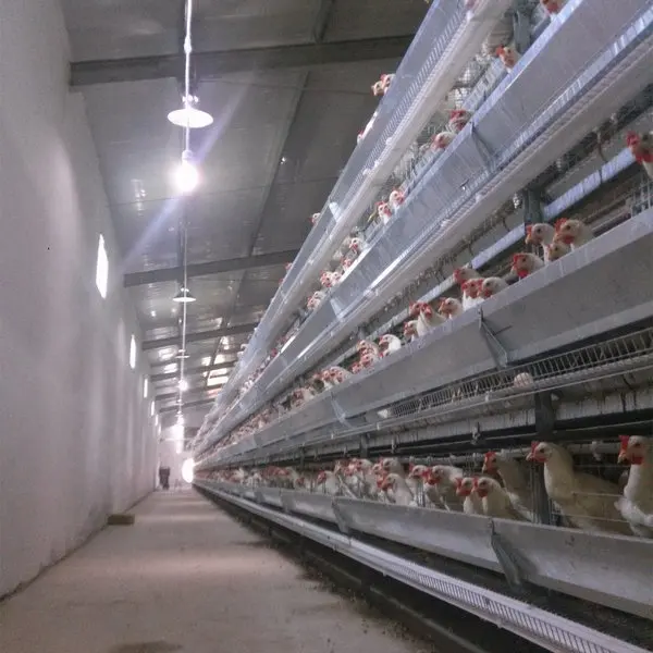 Bester Verkauf Hühnerei-Schicht käfige in Südafrika